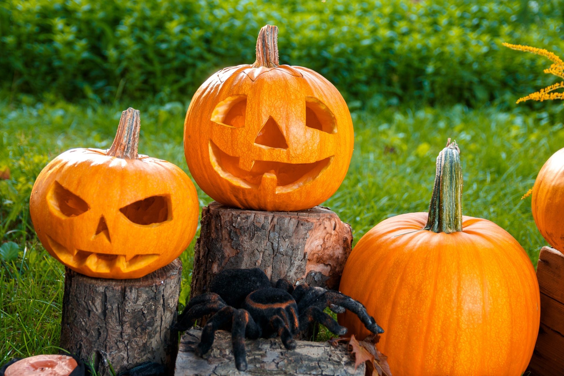 Halloween. Jack-o-Lantern. scary pumpkin